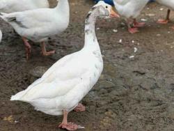 Shelter Stray Unknown Bird last seen , 5821 Sweetwater Rd, Bonita, CA 91902, USA