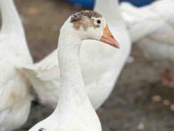 Shelter Stray Unknown Bird last seen , 5821 Sweetwater Rd, Bonita, CA 91902, USA
