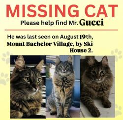 Lost Male Cat last seen SW Mount Bachelor Dr & Athletic Club Dr, near Mount Bachelor Village Resort (Ski hse 2), Bend, OR 97702