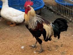 Shelter Stray Male Livestock last seen , 5821 Sweetwater Rd, Bonita, CA 91902, USA