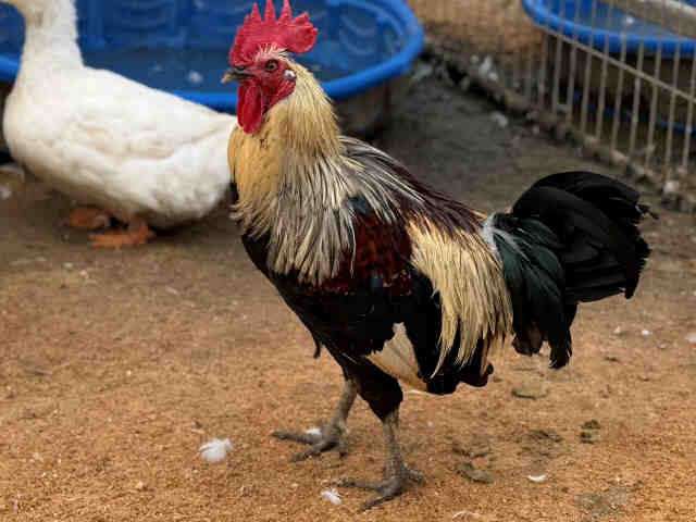 Shelter Stray Male Livestock last seen , 5821 Sweetwater Rd, Bonita, CA 91902, USA