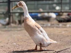 Shelter Stray Unknown Bird last seen , 5821 Sweetwater Rd, Bonita, CA 91902, USA