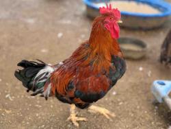 Shelter Stray Male Livestock last seen , 5821 Sweetwater Rd, Bonita, CA 91902, USA