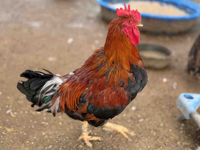 Shelter Stray Male Livestock last seen , 5821 Sweetwater Rd, Bonita, CA 91902, USA