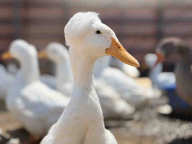 Shelter Stray Male Bird last seen , 5821 Sweetwater Rd, Bonita, CA 91902, USA