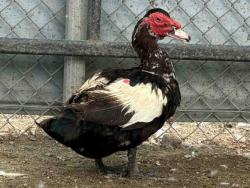 Shelter Stray Male Bird last seen , 5821 Sweetwater Rd, Bonita, CA 91902, USA