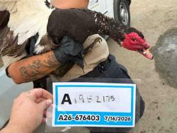 Shelter Stray Unknown Bird last seen , 5821 Sweetwater Rd, Bonita, CA 91902, USA