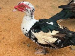 Shelter Stray Unknown Bird last seen , 5821 Sweetwater Rd, Bonita, CA 91902, USA