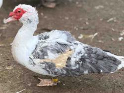 Shelter Stray Male Bird last seen , 5821 Sweetwater Rd, Bonita, CA 91902, USA