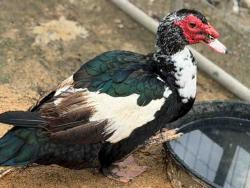 Shelter Stray Male Bird last seen , 5821 Sweetwater Rd, Bonita, CA 91902, USA