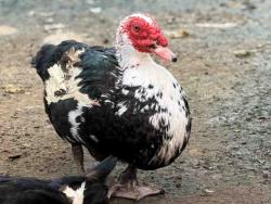 Shelter Stray Male Bird last seen , 5821 Sweetwater Rd, Bonita, CA 91902, USA