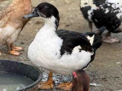 Shelter Stray Male Livestock last seen , 5821 Sweetwater Rd, Bonita, CA 91902, USA