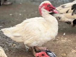 Shelter Stray Male Bird last seen , 5821 Sweetwater Rd, Bonita, CA 91902, USA