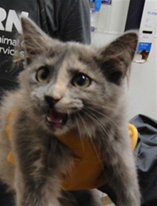 Shelter Stray Female Cat last seen Near BLOCK JERRYS PL SW, 3001 2nd St SW, Albuquerque, NM 87105, USA
