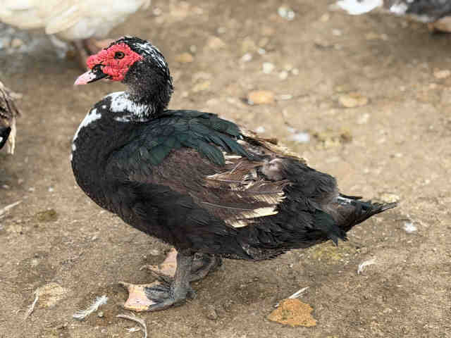 Shelter Stray Male Bird last seen , 5821 Sweetwater Rd, Bonita, CA 91902, USA