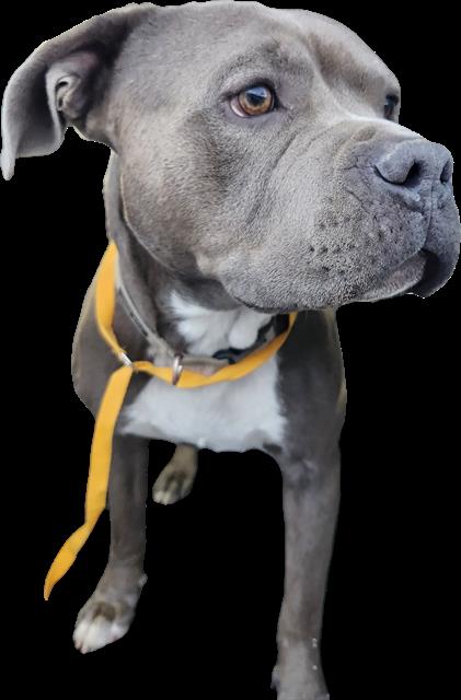 Shelter Stray Male Dog last seen Near BLOCK COTTONWOOD LN, 3001 2nd St SW, Albuquerque, NM 87105, USA