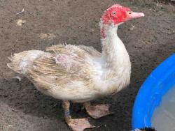 Shelter Stray Male Bird last seen , 5821 Sweetwater Rd, Bonita, CA 91902, USA