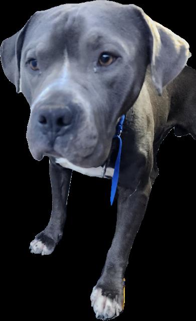 Shelter Stray Male Dog last seen Near BLOCK COTTONWOOD LN, 3001 2nd St SW, Albuquerque, NM 87105, USA