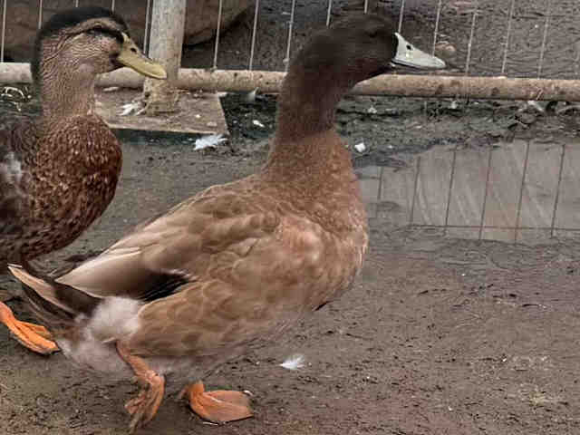 Shelter Stray Male Bird last seen , 5821 Sweetwater Rd, Bonita, CA 91902, USA
