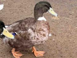 Shelter Stray Male Bird last seen , 5821 Sweetwater Rd, Bonita, CA 91902, USA