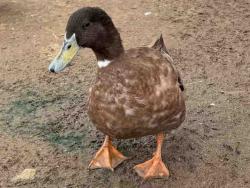 Shelter Stray Male Bird last seen , 5821 Sweetwater Rd, Bonita, CA 91902, USA