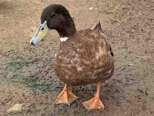 Shelter Stray Male Bird last seen , 5821 Sweetwater Rd, Bonita, CA 91902, USA