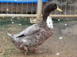 Shelter Stray Male Bird last seen , 5821 Sweetwater Rd, Bonita, CA 91902, USA