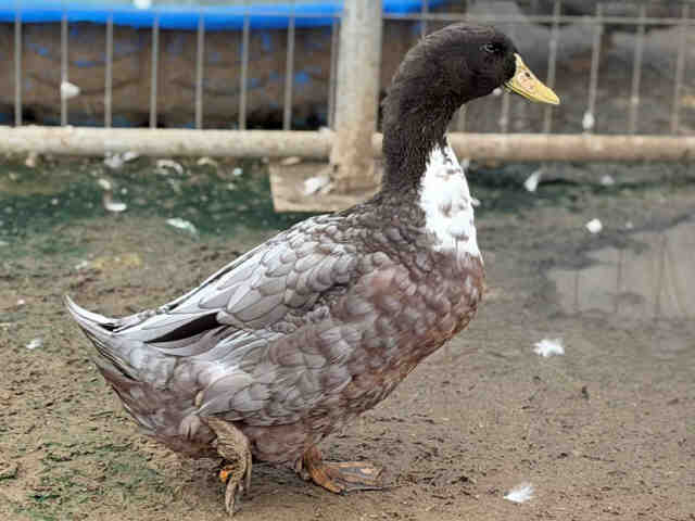 Shelter Stray Male Bird last seen , 5821 Sweetwater Rd, Bonita, CA 91902, USA
