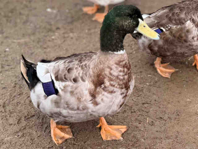 Shelter Stray Male Bird last seen , 5821 Sweetwater Rd, Bonita, CA 91902, USA