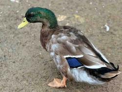 Shelter Stray Male Bird last seen , 5821 Sweetwater Rd, Bonita, CA 91902, USA