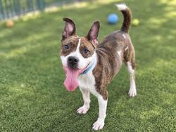 Shelter Stray Female Dog last seen TRAPPED NEAR THE 94, 5821 Sweetwater Rd, Bonita, CA 91902, USA