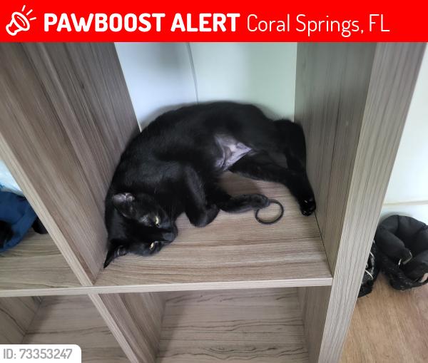 Lost Female Cat last seen Near st, Coral Springs, FL 33065