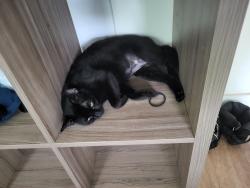 Lost Female Cat last seen Near st, Coral Springs, FL 33065
