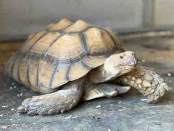 Shelter Stray Male Reptile last seen , 5821 Sweetwater Rd, Bonita, CA 91902, USA