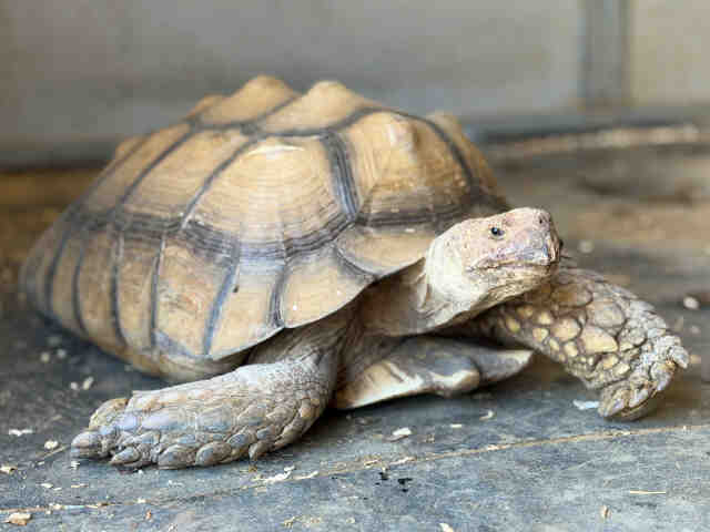 Shelter Stray Male Reptile last seen , 5821 Sweetwater Rd, Bonita, CA 91902, USA