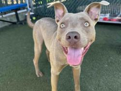 Shelter Stray Male Dog last seen LARKSPUR DR, 5821 Sweetwater Rd, Bonita, CA 91902, USA