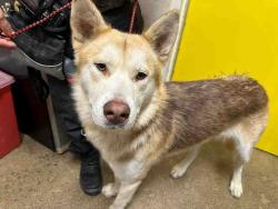 Shelter Stray Male Dog last seen SILVERBROOK, 5821 Sweetwater Rd, Bonita, CA 91902, USA