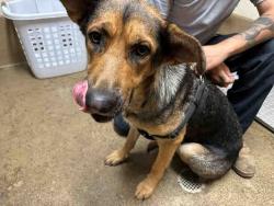 Shelter Stray Female Dog last seen SILVERBROOK, 5821 Sweetwater Rd, Bonita, CA 91902, USA