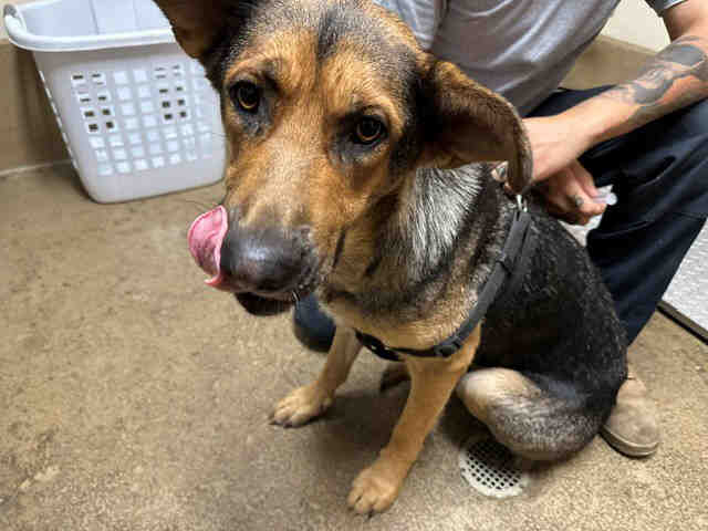 Shelter Stray Female Dog last seen SILVERBROOK, 5821 Sweetwater Rd, Bonita, CA 91902, USA