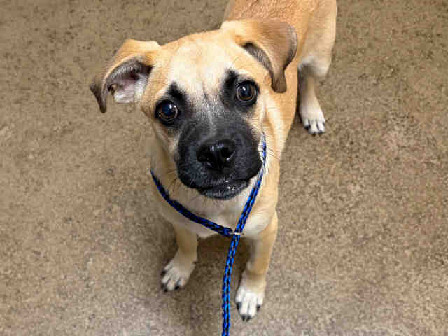 Shelter Stray Male Dog last seen , 5821 Sweetwater Rd, Bonita, CA 91902, USA