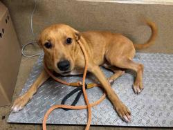 Shelter Stray Male Dog last seen , 5821 Sweetwater Rd, Bonita, CA 91902, USA