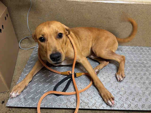 Shelter Stray Male Dog last seen , 5821 Sweetwater Rd, Bonita, CA 91902, USA