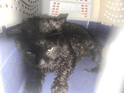 Shelter Stray Male Cat last seen , 600 Aviation Dr, Camarillo, CA 93010, USA