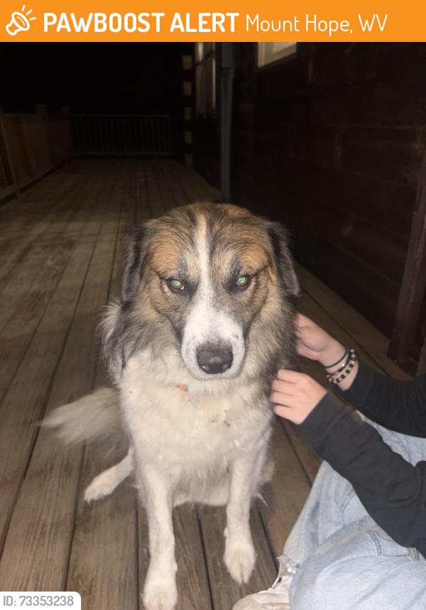 Found/Stray Male Dog last seen Near Lansing St Mount Hope, WV 25880 United States, Mount Hope, WV 25880