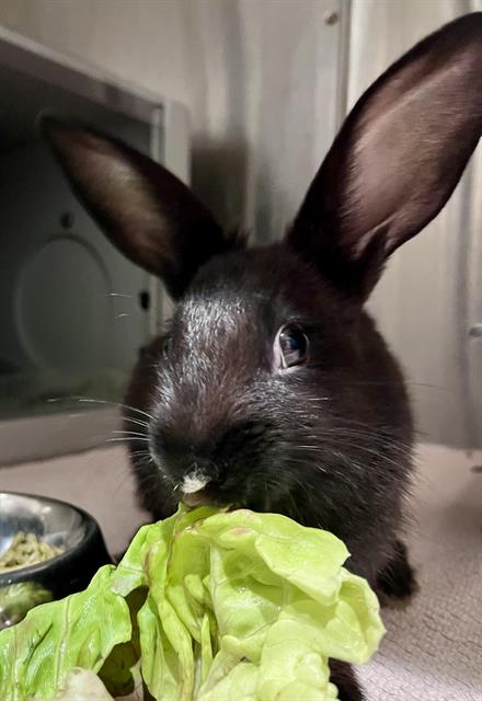 Shelter Stray Female Other last seen HYDE/LEAVENWORTH, 1419 Bryant St, San Francisco, CA 94103, USA