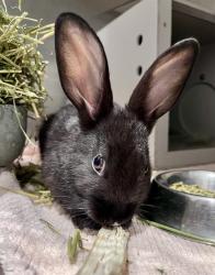 Shelter Stray Female Other last seen HYDE/LEAVENWORTH, 1419 Bryant St, San Francisco, CA 94103, USA