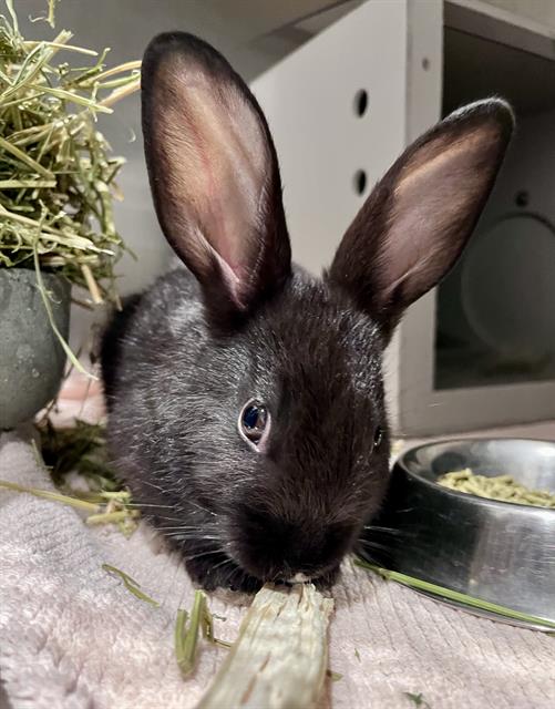 Shelter Stray Female Other last seen HYDE/LEAVENWORTH, 1419 Bryant St, San Francisco, CA 94103, USA