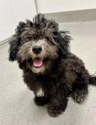 Shelter Stray Female Dog last seen DOLORES PARK, 1419 Bryant St, San Francisco, CA 94103, USA