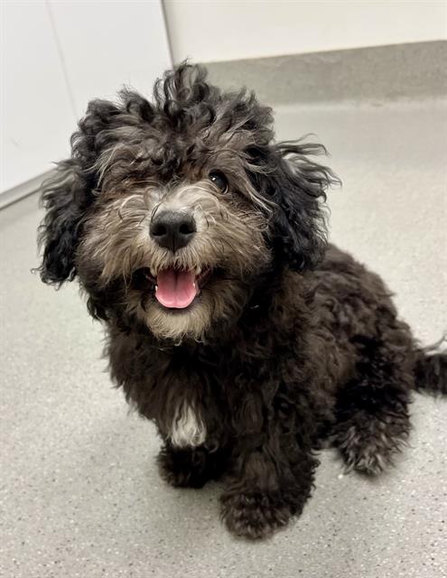 Shelter Stray Female Dog last seen DOLORES PARK, 1419 Bryant St, San Francisco, CA 94103, USA