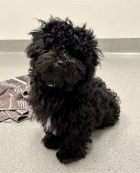 Shelter Stray Male Dog last seen DOLORES PARK, 1419 Bryant St, San Francisco, CA 94103, USA